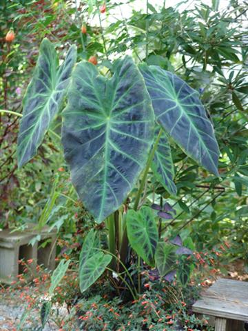 colocasia_illustris (Small)