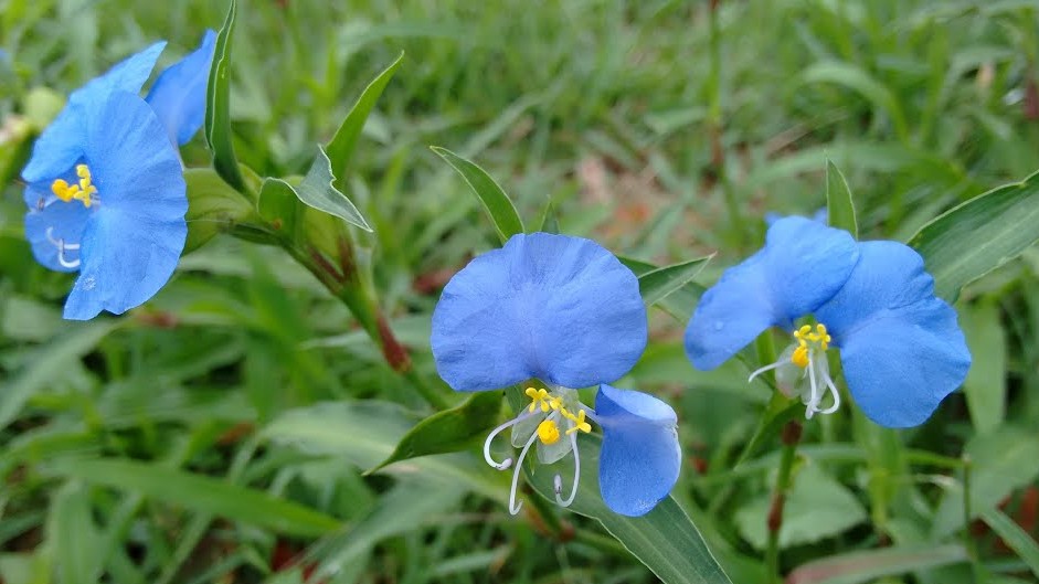 commelina_erecta1