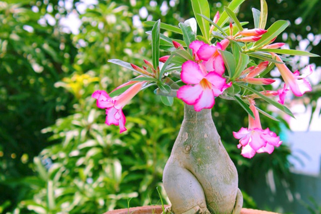 rosa-do-deserto