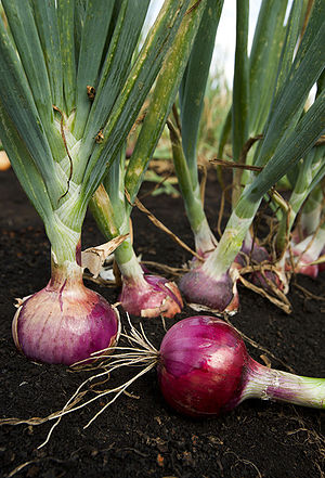 como-cuidar-e-cultivar-plantas-bulbosas