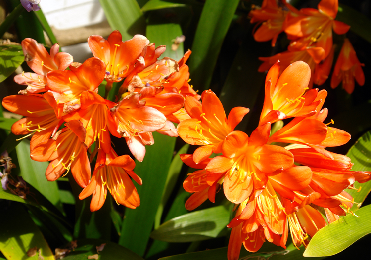 clivia-3