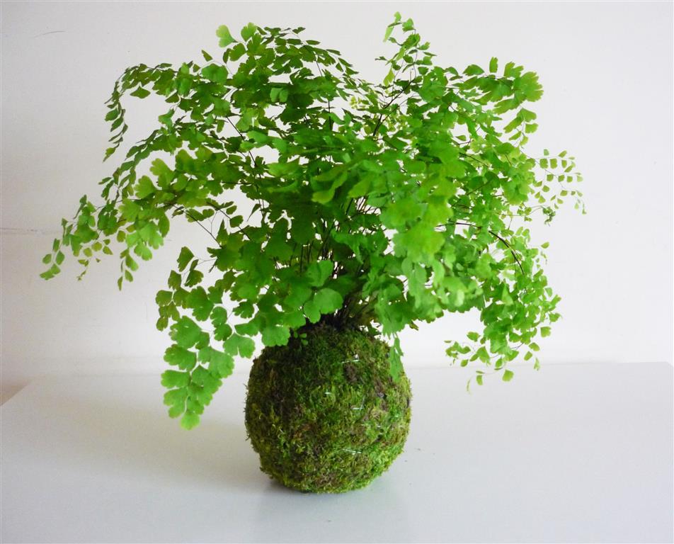 kokedama-avenca