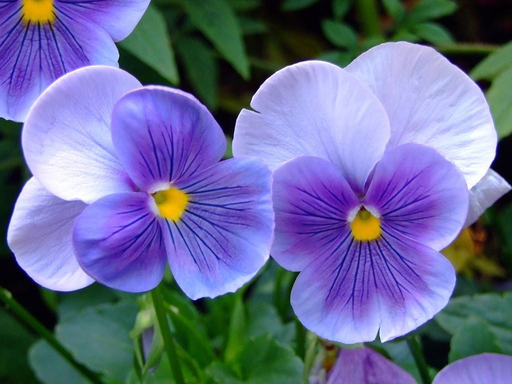 violetas