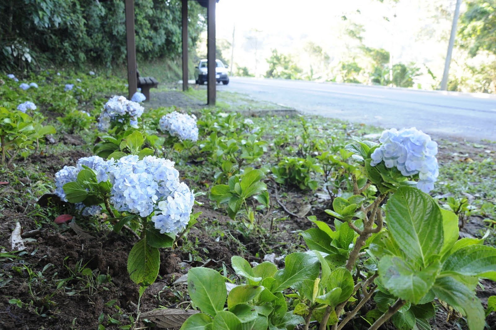 hortensias