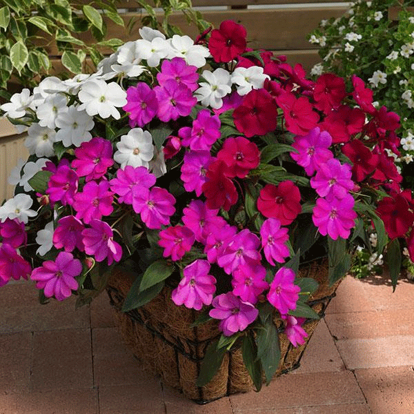 sunpatiens