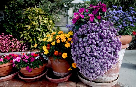 container-garden