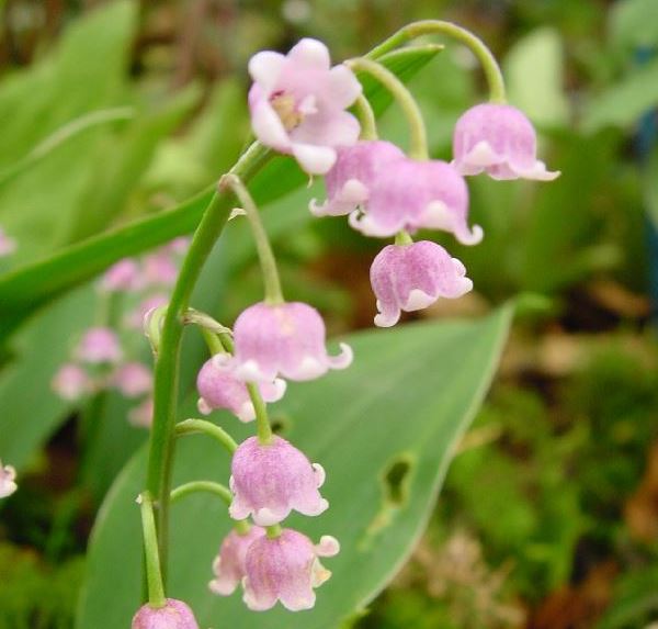 convallaria-majalis-var.-rosea-1