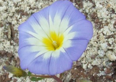 convolvulus tricolor