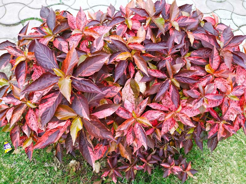 Acalypha Wilkesiana