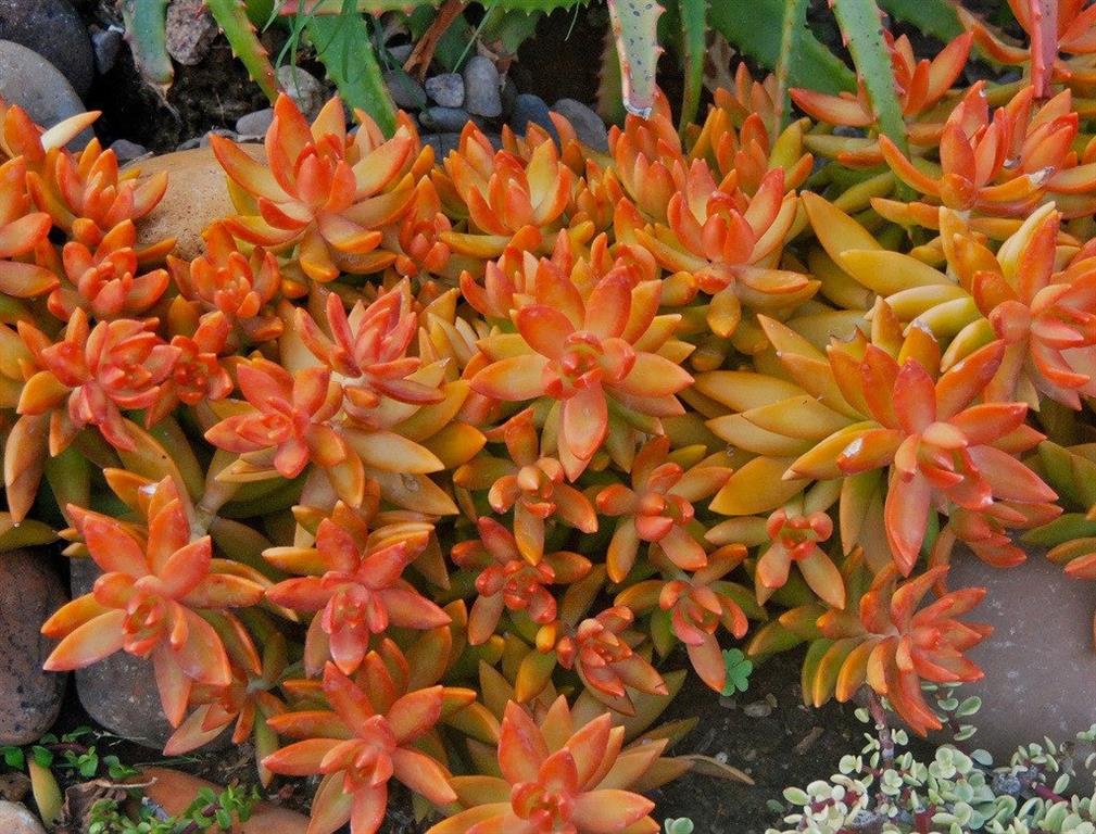 sedum-nussbaumerianum