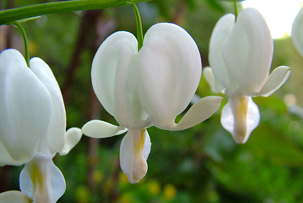 dicentra-spectabilis