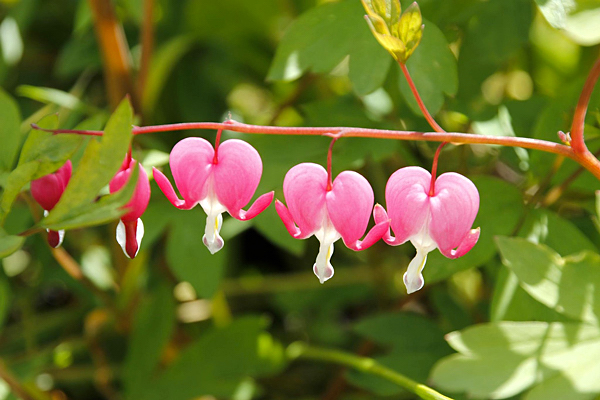 coracao-sangrento-dicentra-spectabilis