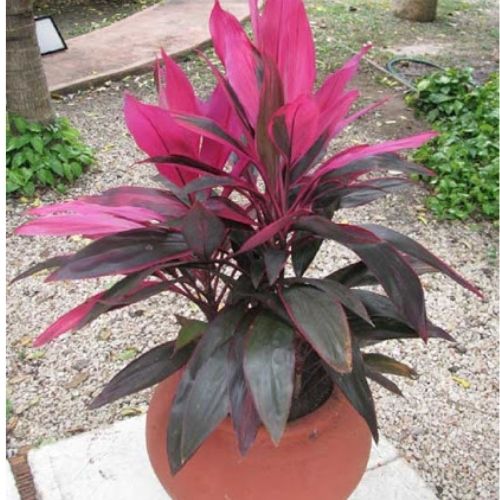 cordyline_terminalis