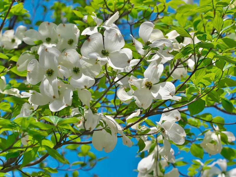 cornus-florida