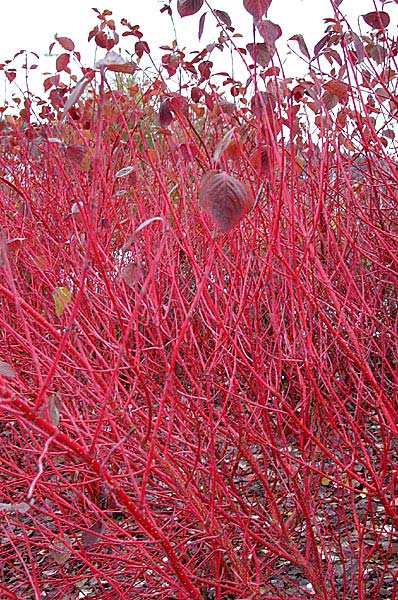 cornus-alba-sibirica