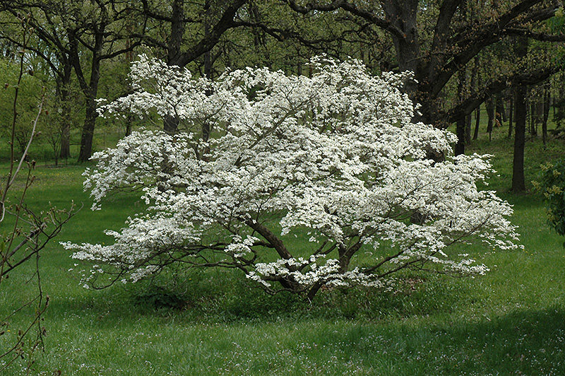 cornus-florida