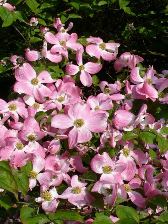 cornus-florida rubra