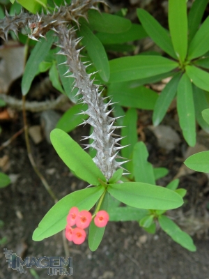 coroa de cristo