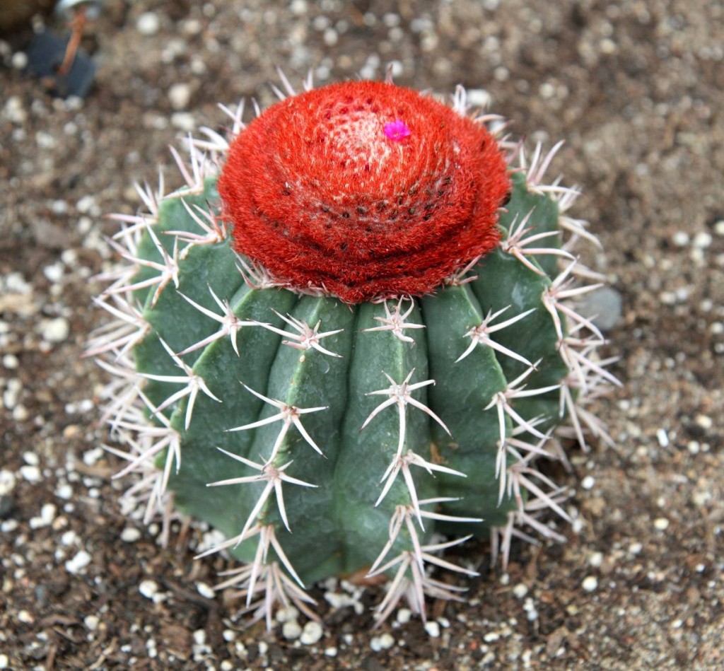 coroa-de-frade-melocactus