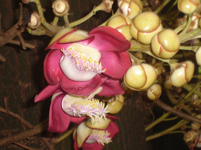 coroupita-guianensis