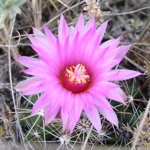 coryphantha_