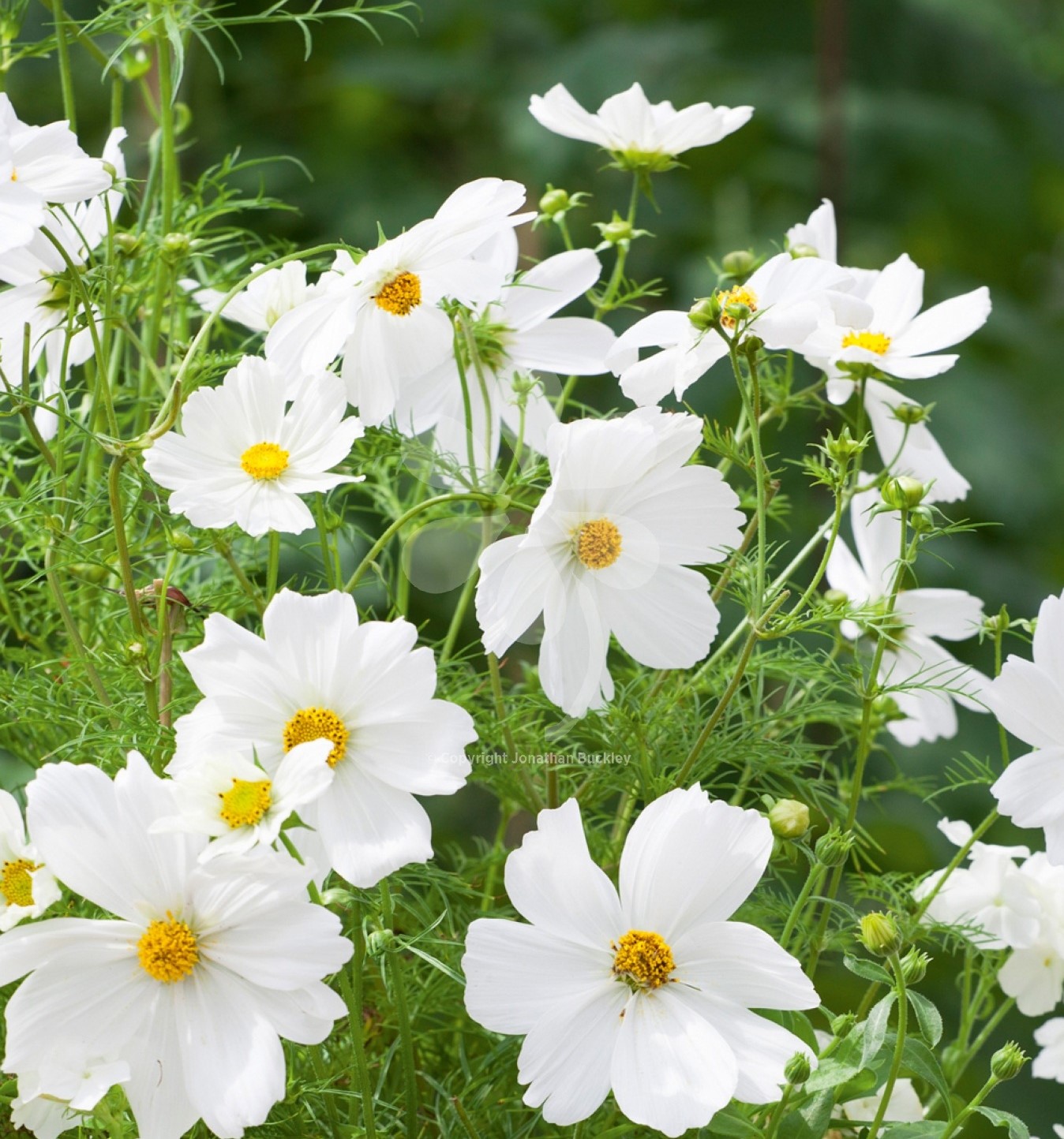 cosmos branco