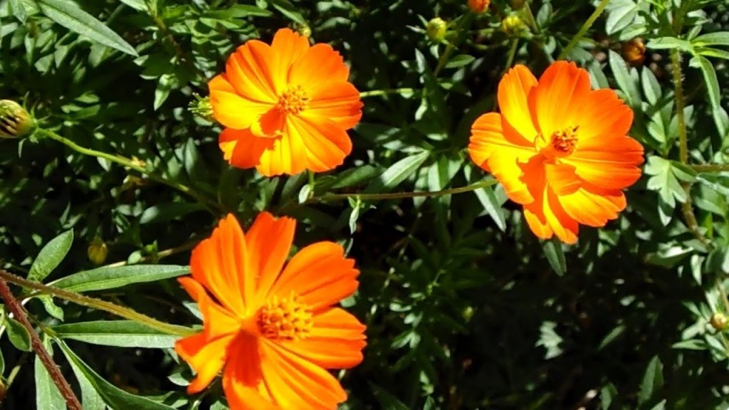 cosmos laranja