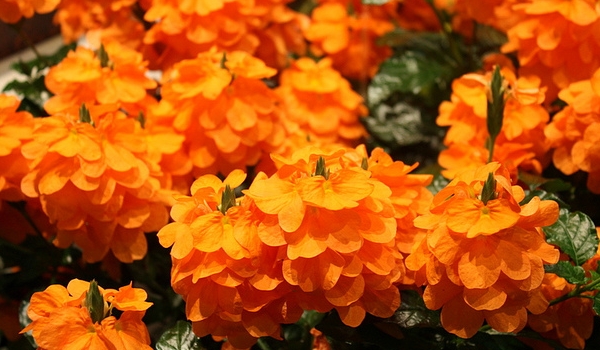 cossandra-laranja