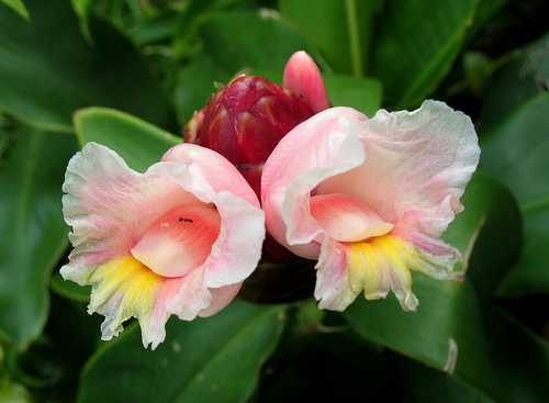 costus-spirillis