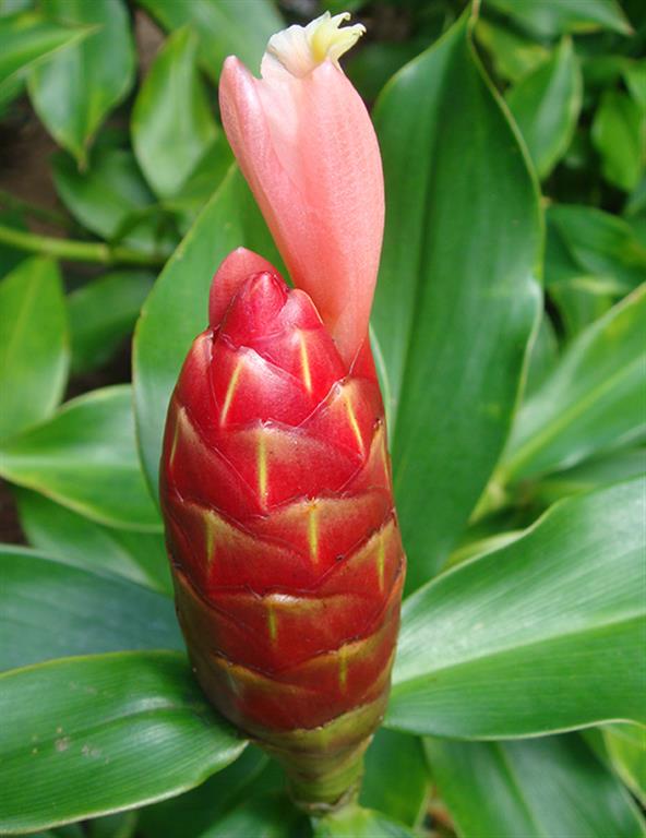 costus