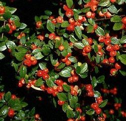 cotoneaster-franchetti