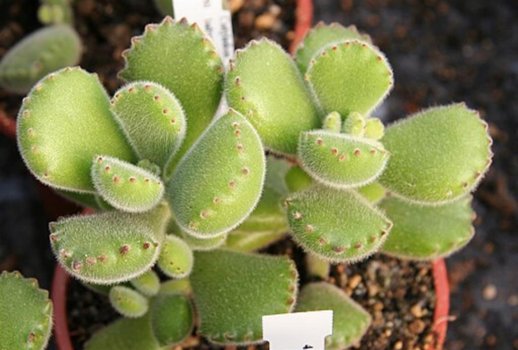 cotyledon-tomentosa