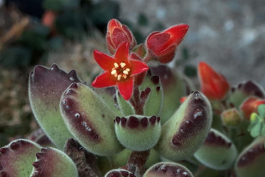 cotyledon-tomentosa 