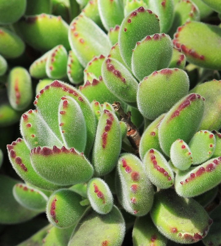 cotyledon-tomentosa