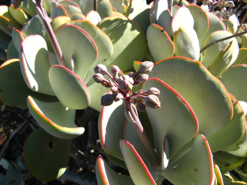 Cotyledon_orbiculata 