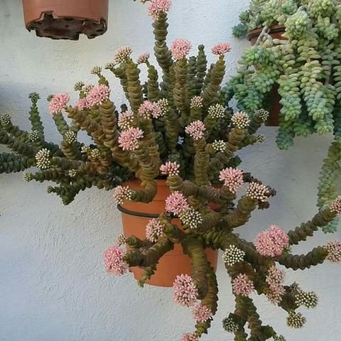 crassula-1