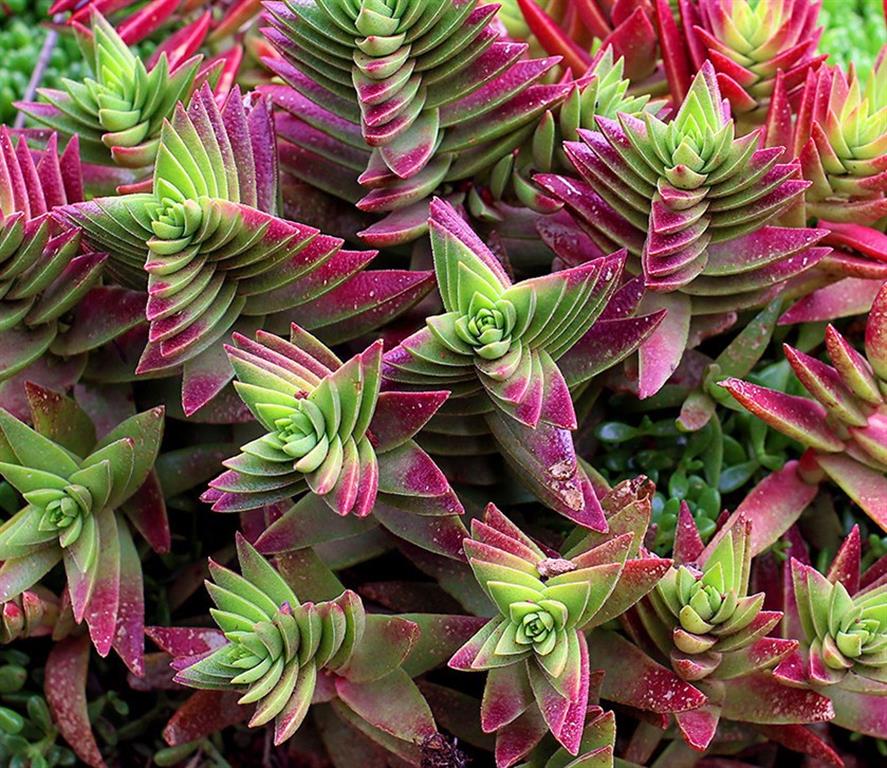 crassula-capitella-thyrsiflora