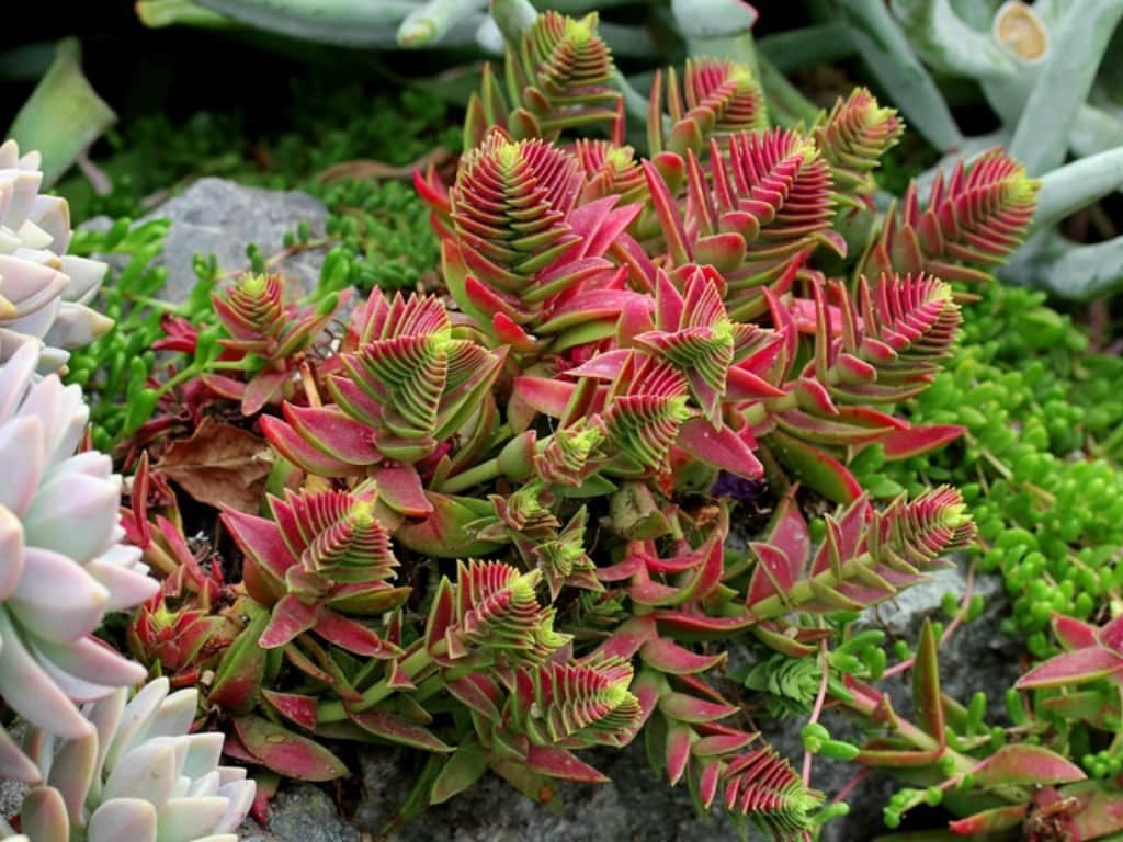 crassula-capitella-thyrsiflora