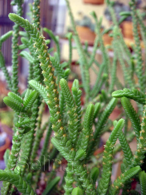 crassula mucosa