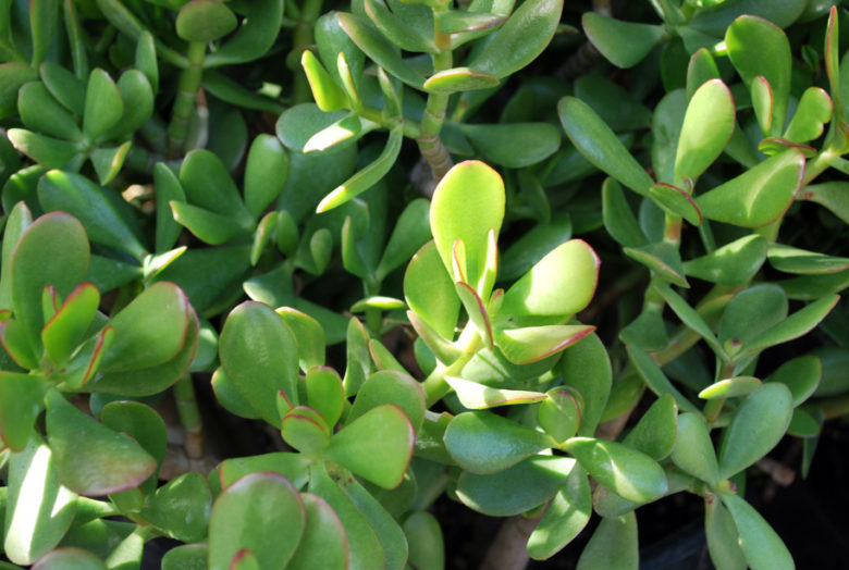 crassula-ovata-74