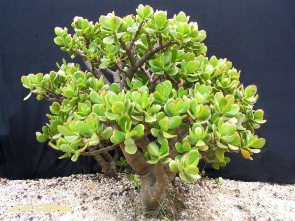 crassula ovata (Mill.) Druce