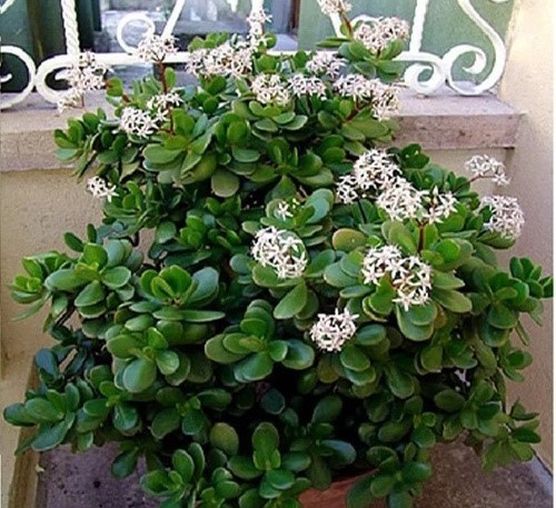 crassula ovata