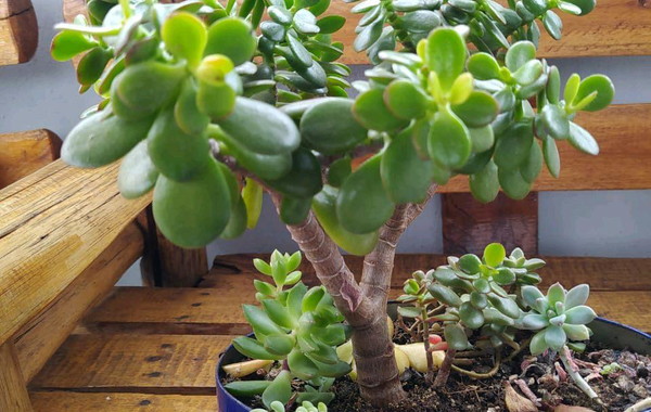 crassula-ovata