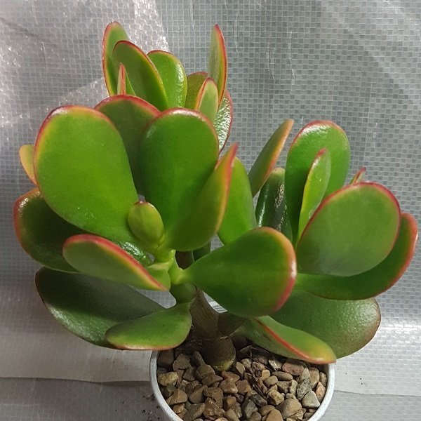 crassula ovata