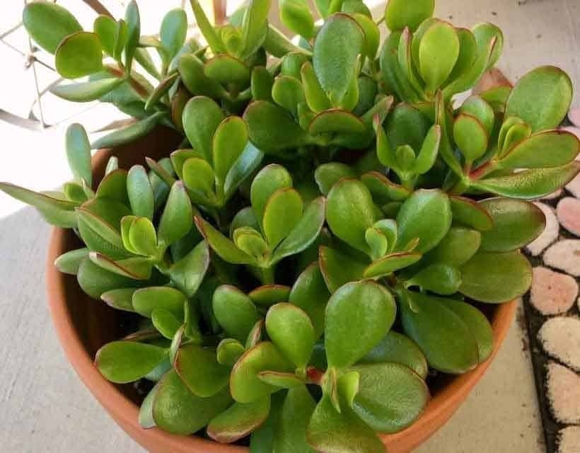 crassula ovata