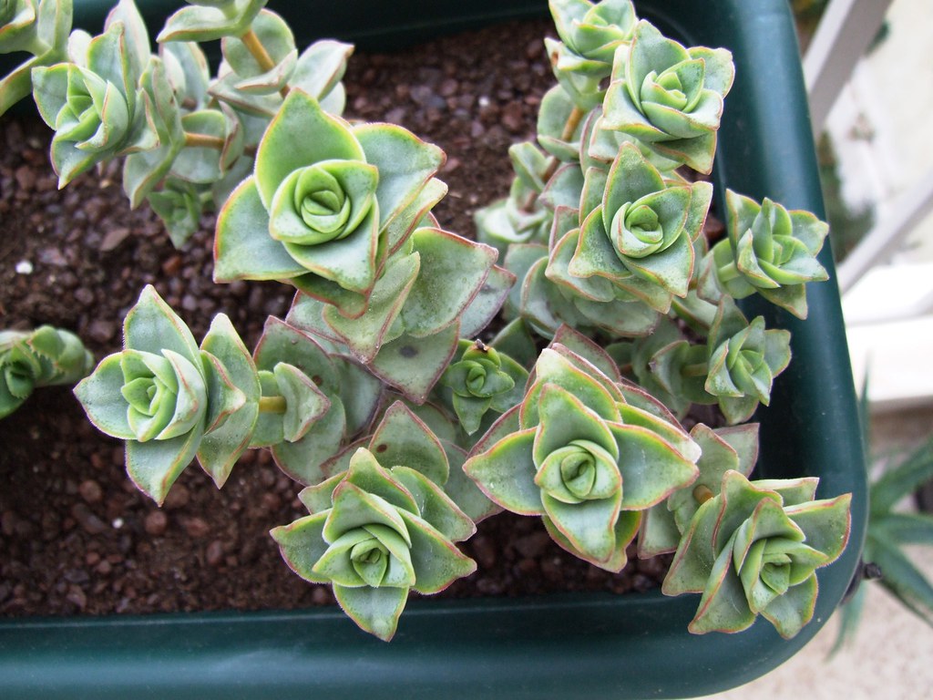 crassula perfossa