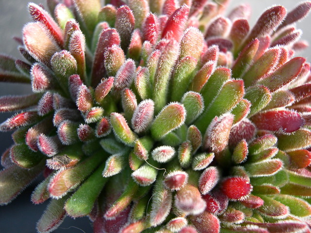 crassula-pubescens-ssp-pubescens