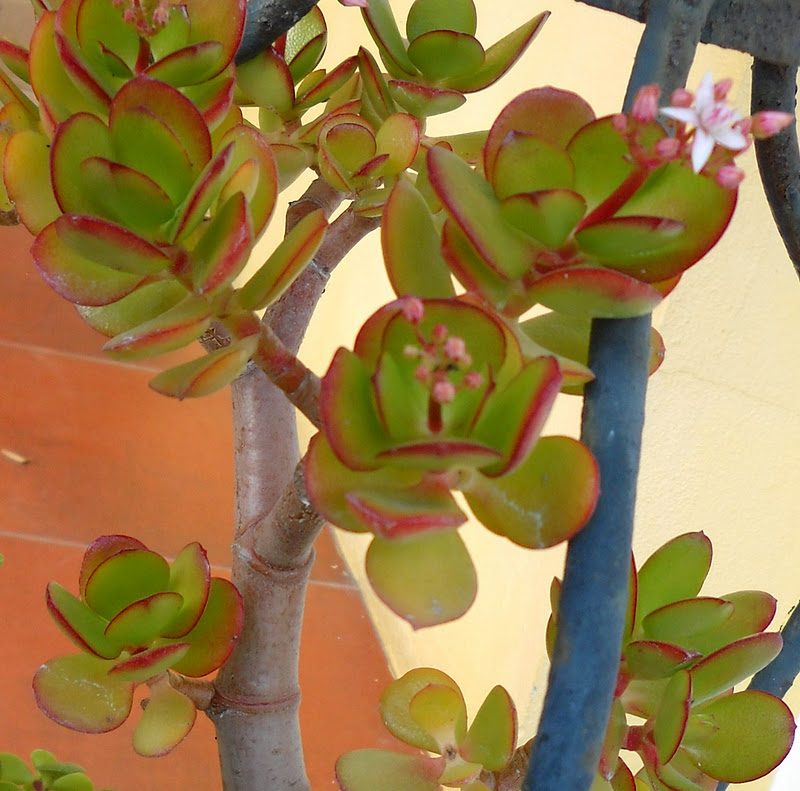 crassula