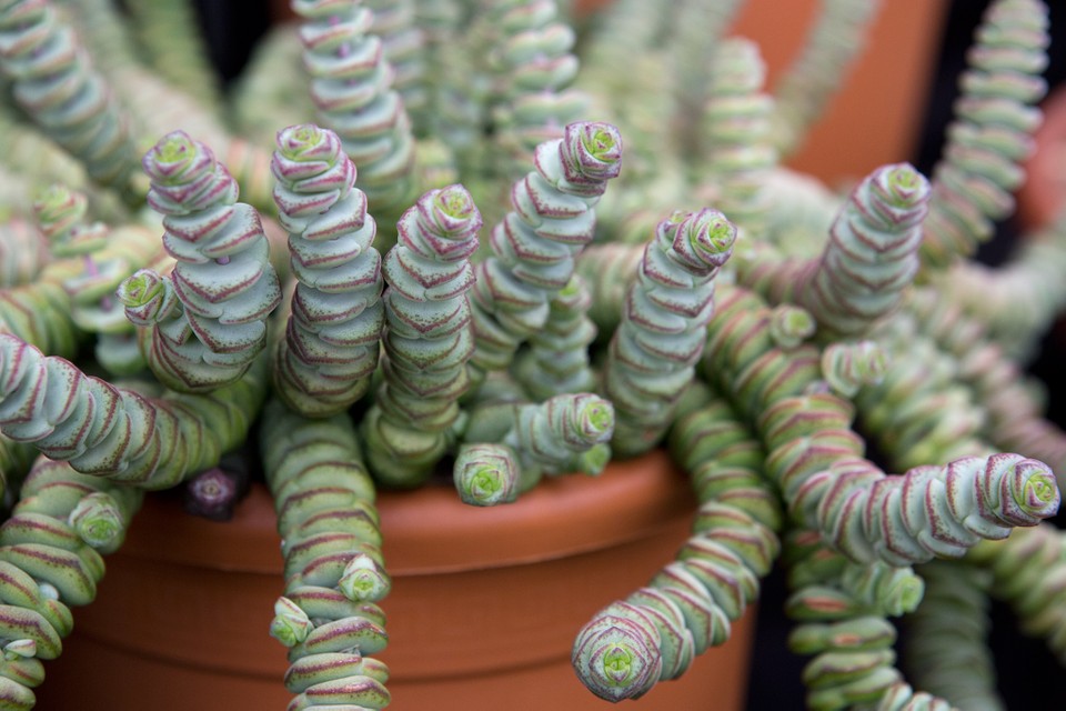 crassula-3