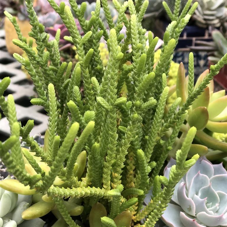 crassula_muscosa 